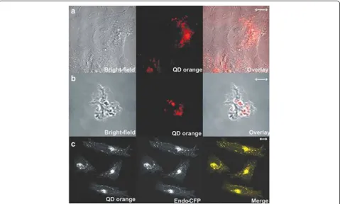 Figure 5 The comparison of intracellular QDs fluorescenceintensity of wild-type yeast cells and engineered yeastcells [54].