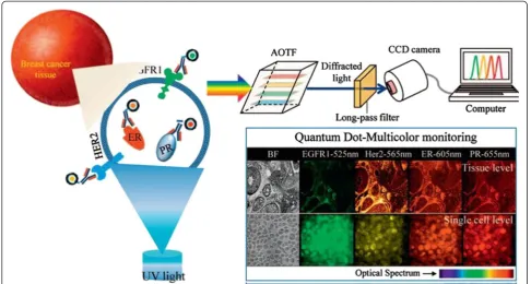 Figure 10 QD-GA complex-targeted hepatic cells and induced apoptosis through an ROS-mediated mitochondrial dysfunction pathway [60].
