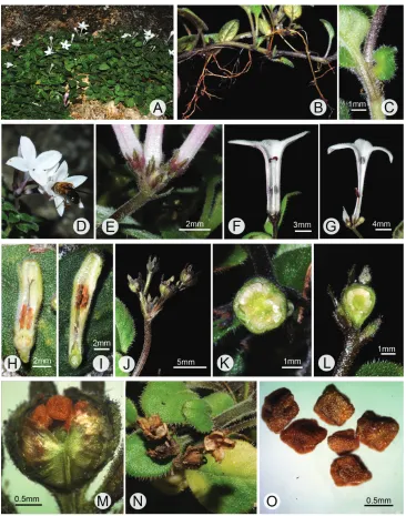 Figure 1. Spiradiclis pengshuiensis sp. nov. A habitat B habit C linear stipules D visiting insects E bracts and hypanthium F–I longitudinal section of long- (F, H) and short-styled flowers (G, I), respectively, showing the induments, relative positions an