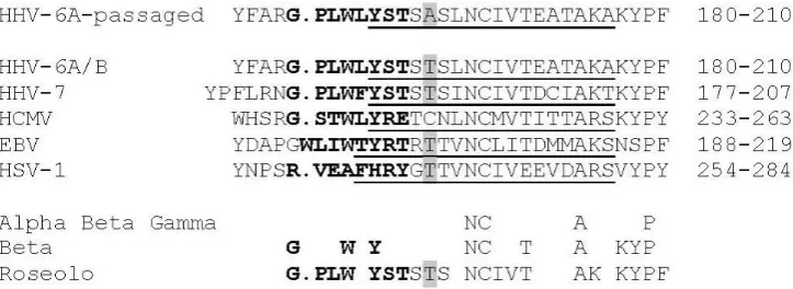 Figure 2. Human herpesvirus gB fusion loop 2, FL2, region sequence comparisons show unique SNP (See Methods)
