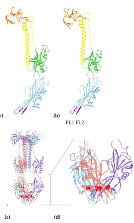 Figure 3. Structural models of HHV-6A gB show conservation with HCMV gB structure identifying ((PDB IDs: 2gum and 3nwa)