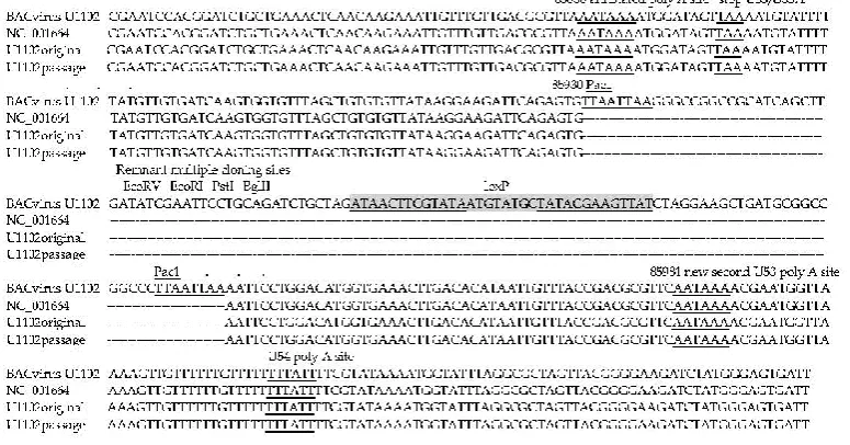 Figure 1.Figure 1. Passaged bacterial artiﬁcial chromosome (BAC)-virus deletes the green ﬂuorescent protein Passaged bacterial artificial chromosome (BAC)-virus deletes the green fluorescent protein 