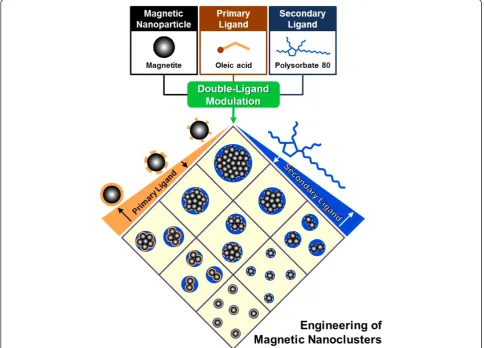 Figure 1 Schematic illustration for engineering MNCs based on double-ligand modulation.