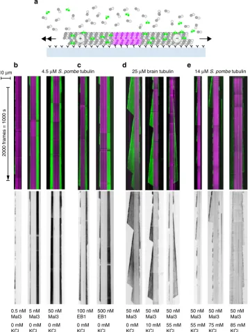 Fig. 7 TIRF microscopy of dynamic MTs + Mal3/EB.from antibody-immobilized GMPCPP-Mam_tub seeds (magenta)