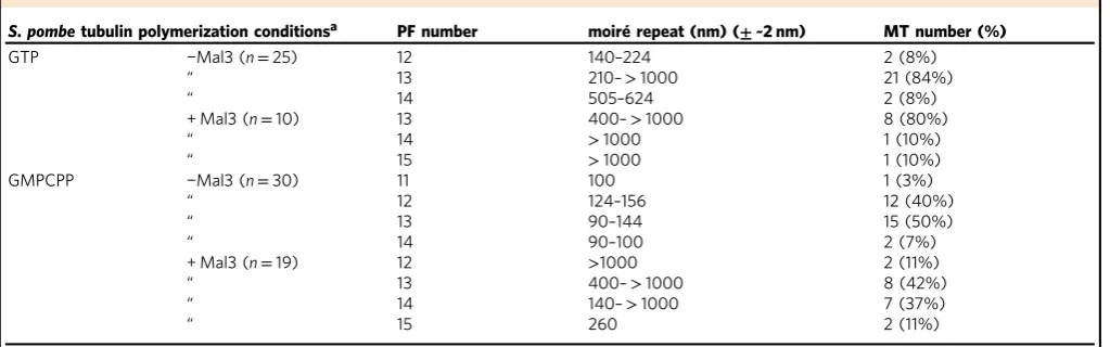 Table 1 Effect of polymerization conditions on Sp_tub MT architecture