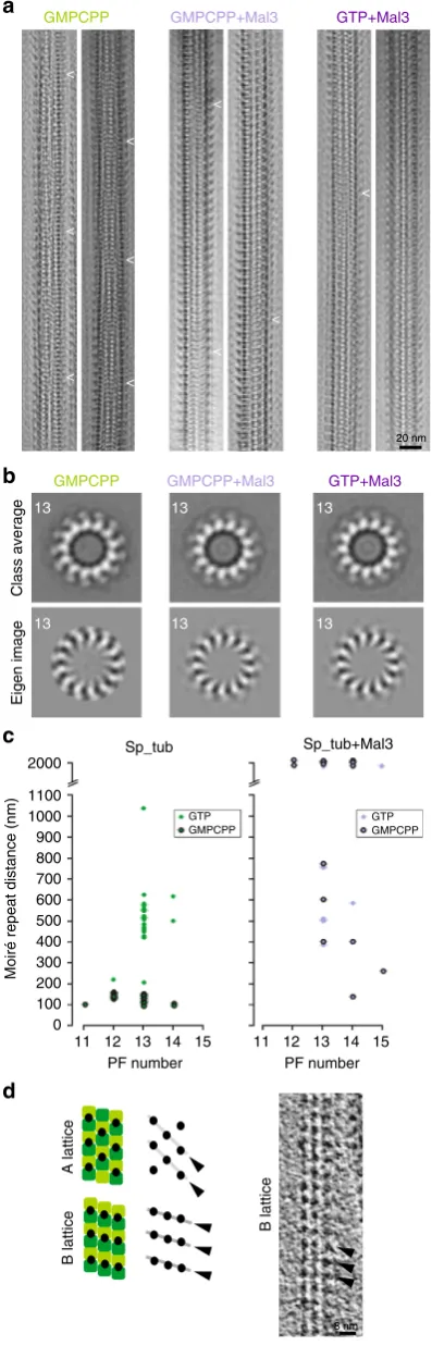 Fig. 1 Sp_tub MT polymerization architecture and modulation by Mal3.green), depicted schematically in the presence of KMDs (black circles);bottom, longitudinal section from a tomogram (an example from theGMPCPP + Mal3 data set is shown) allowing visualizat