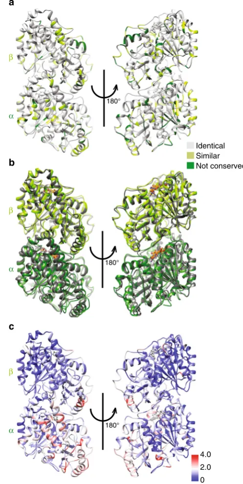 Fig. 2 Near-atomic resolution reconstruction of Mal3-bound Sp_MT. a C1reconstruction (FSC0.5 = 9.5 Å; 0.143 = 7.5 Å) of Sp-tub GTP/Mal3-143MTs showing the B-lattice interdimer binding sites occupied by Mal3(purple) but missing from the A-lattice seam conta