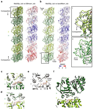 Fig. 4 Structure of longitudinal Sp_tub PFs reveals an extended tubulin repeat while supporting GTP hydrolysis.PF structure in each