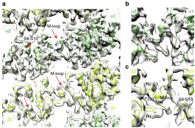Fig. 5 Structure of lateral inter-protolateral contacts.ﬁlament contacts in S. pombe MTs
