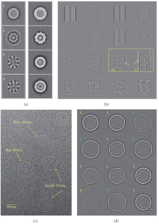 Figure 5: Eigenimages-Size Variation. (a) Eigenimages of Hsp26 are shown in the left panel