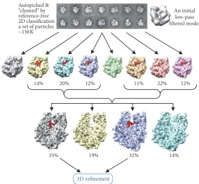 Figure 7: ML procedure in the analysis of conformational changes of biocomplexes. Raw images are firstly assigned initial orientation anglesusing the initial model