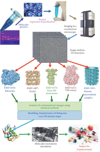 Figure 1: Overall diagram of the work flow of structural analysis by cryo-EM.