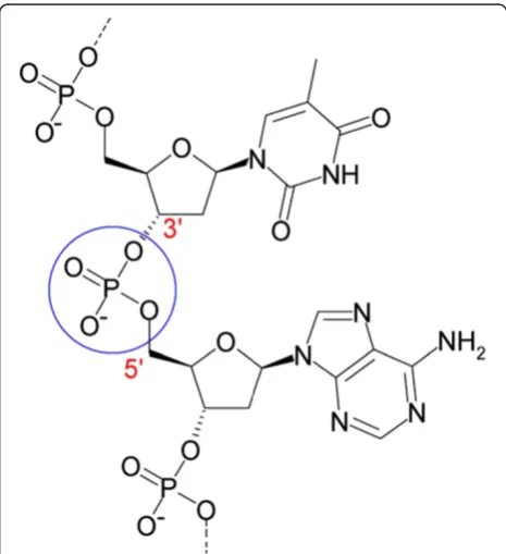 Figure 10 Representation of the phosphate bonds in a DNAtransistor. The phosphate group forms a P-bond between twosugars, which acts as a tunneling junction between the sugars[73,74].