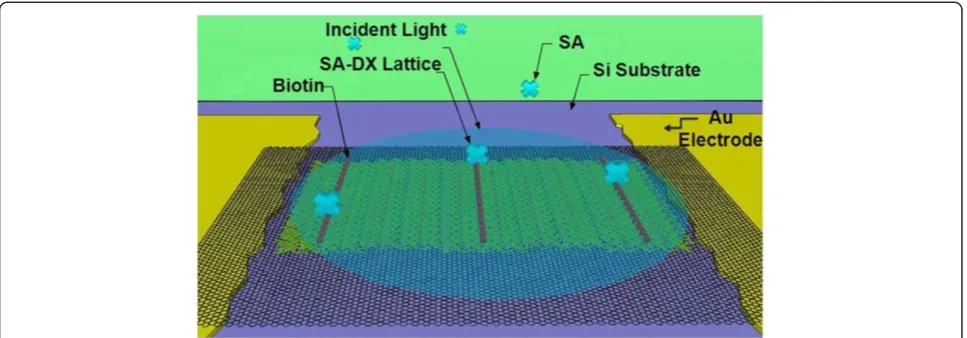 Figure 11 Schematic of the biotinylated DNA lattice structure layered onto a graphene sheet connecting two gold electrodes, withstreptavidin binding to the biotin protein [85].