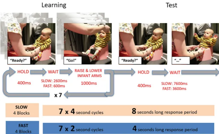 Fig. 1  Schematic representa-finally cueing the infant and tion of hand-holding task. Infants completed four blocks of the slow version of the task (4-s cycles) had a break and then completed four blocks of the fast version (2-s cycles)