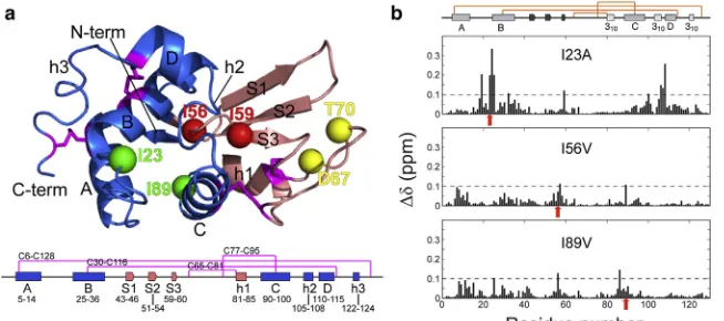 FIGURE 1Humanchemical-shift differences was ﬁxed at 0.1 ppm(gspectra (pH 5.0, 37(h1, h2, and h3) are shown below the structure,with magenta lines representing disulphide bonds.(lysozymemutationsdis-cussed in this study