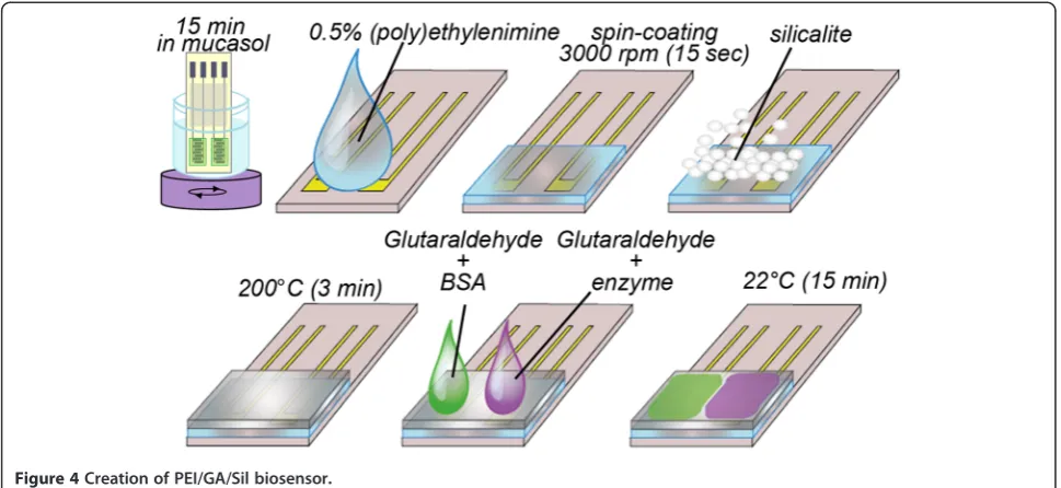 Figure 4 Creation of PEI/GA/Sil biosensor.