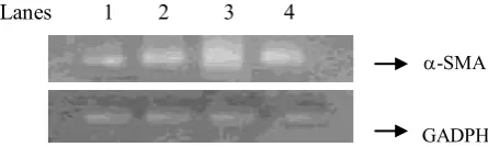 Table 2. Effect of morin on vitamin C and Vitamin E in the experimental rats 
