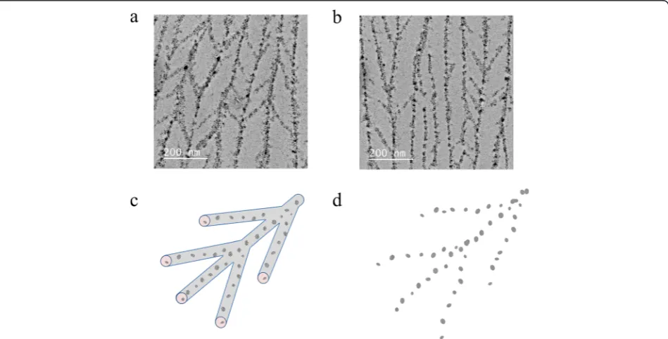 Figure 4 TEM images of branched nanoparticle patterns. (a)samples., (b) Two electron microscopy views of the branched patterns observed in the (c) Depiction of a branched cylindrical micelle