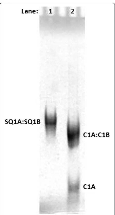 Figure 1 Duplex precursor assembly in TMACl assessed bynative PAGE. Lane 1, 4.0 × 10−5 mol/L (40 μM) SQ1A:SQ1B duplex;lane 2, mixture of 4.0 × 10−5 mol/L (40 μM) C1A:C1B duplex and 8.0 ×10−5 mol/L (80 μM) single-stranded C1A
