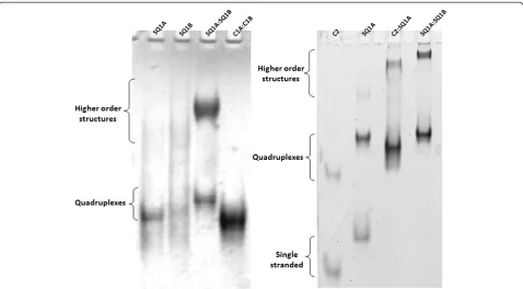Figure 2 Native PAGE showing higher order species formed by SQ1A:SQ1B duplex incubated in potassium-containing buffer.Sample concentrations are 1.0 × 10 Left:−4 mol/L (100 μM) per strand SQ1A or SQ1B, 5.0 × 10−5 mol/L (50 μM) SQ1A:SQ1B duplex, and 5.0 × 10