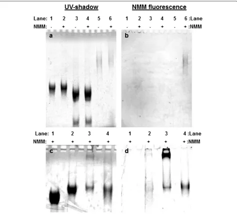 Figure 3 Native gel electrophoresis images showing that quadruplex is present in synapsed (SQ1A:SQ1B)2