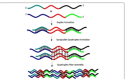 Figure 4 AFM images of the (SQ1A:SQ1B)2 nanofiber. Left panel: The synapsable DNA nanofiber was prepared by dilution of purified SQ1A:SQ1B duplex originally diluted from 0.05 mol/L (50 mM) TMACl into 1 KMgTB buffer