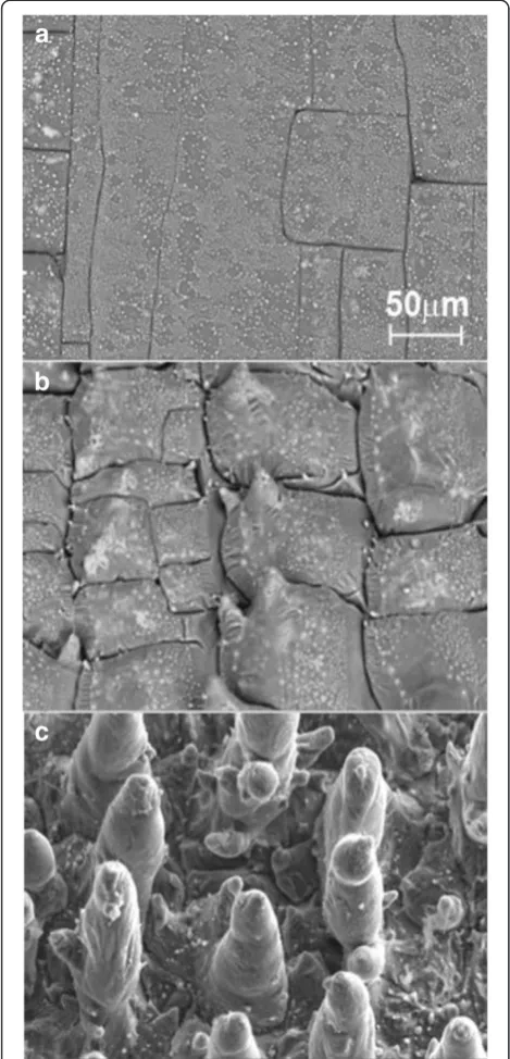 Figure 7 SEM image of Ni/Si surface irradiated by Nd:YAG laser.SEM image of Ni/Si structure after irradiation with Nd:YAG laser withthree laser pulses.