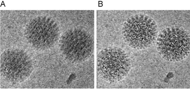 Fig. 1. Motion correction and recovery of high-resolution information Average of frames of rotavirus particles before (A) and after (B) translational alignment
