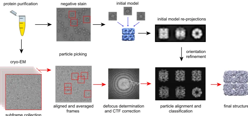 Fig. 2. Schematic of single-particle reconstructionthe sample and check its homogeneity, especially for small particles