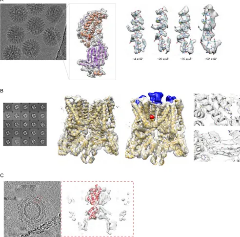 Fig. 3. Examples of cryo-EM macromolecular reconstructions (A) An average of aligned frames of the rotavirus double-layered particle and 3D reconstruction of an extractedsubunit
