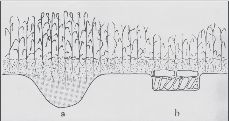 Figure 1. Effects of buried structures on vegetation growth (Wilson 1982: 54). (Image courtesy of BT Batsford Ltd., London.)