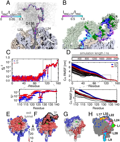 Fig. 4E illustrates the accessibility of the ribosome surface for theNC, which was calculated as the distance of closest approach be-tween the backbone atoms of the NC and atoms of the 70S surface.