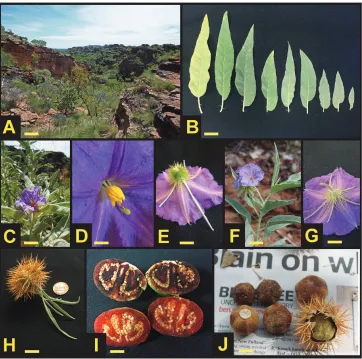 Figure 1. Solanum ossicruentum sp. nov. A Typical habitat, Mirima National Park, WA B Leaf morphol-ogy C Female individual, Mirima NP D Close-up of functionally female (morphologically hermaphro-dite) flower E Abaxial side of functionally female flower sho