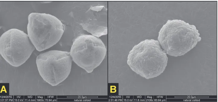 Figure 2. SEM images of flowers, and S. ossicruentum sp. nov. pollen grains. A Functional pollen produced by male B Inaperturate pollen produced by morphologically hermaphrodite, yet functionally female, flowers