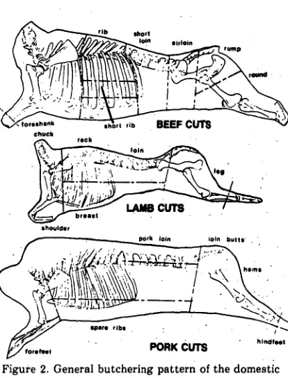 Figure 2. General butchering pattern of the domestic cow '(Bas taurus). sheep (Ovis aries), and pig (Sus 