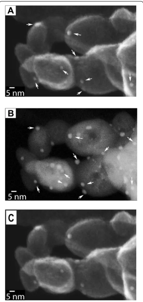 Figure 3 Simultaneous acquisition of a pair of unprocessedSTEM-SE (A) and ADF images (B) video clip (C)