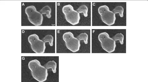 Figure 4 Sequence of SE images recorded at 300 kV in the Hitachi HF-3000.700°C show development of facets on the support surface and movement and coalescence of nanoparticles, as arrowed; andconstructed from the images With the same support particle held at 700°C, several Aunanoparticles are visible on the surface; (A) initial image at the start of sequence taken at room temperature; (B-F) SE images from 30 to 200 s at (G) a movie clip (A) through (F).