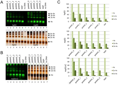 Figure 5. p53 multiple tetramers binding to DNA is most efficient when there is no spacer between half-sites