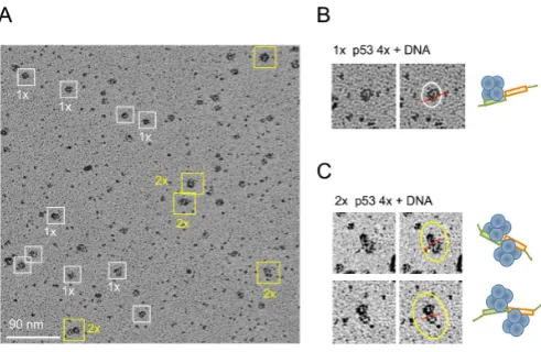 Figure 6. Electron microscopy of p53-DNA complexes. (A) Murine p53-DNA (gadd45, 20 bp) complexes cross-linked with 0.025% GA (sam-ple shown on Figure 3D, lane 8) were analyzed by Pt-Ir rotary shadow-ing