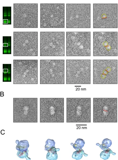 Figure 7. Image analysis of p53-DNA complexes. (Models of two p53 tetramers bound to one DNA RE representing respective views in (B)