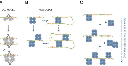 Figure 8. Biological implications of the multiple p53 tetramers DNA RE binding. Schematic representation of possible biological implications for doubleinteractions that is not mediated by DNA RE