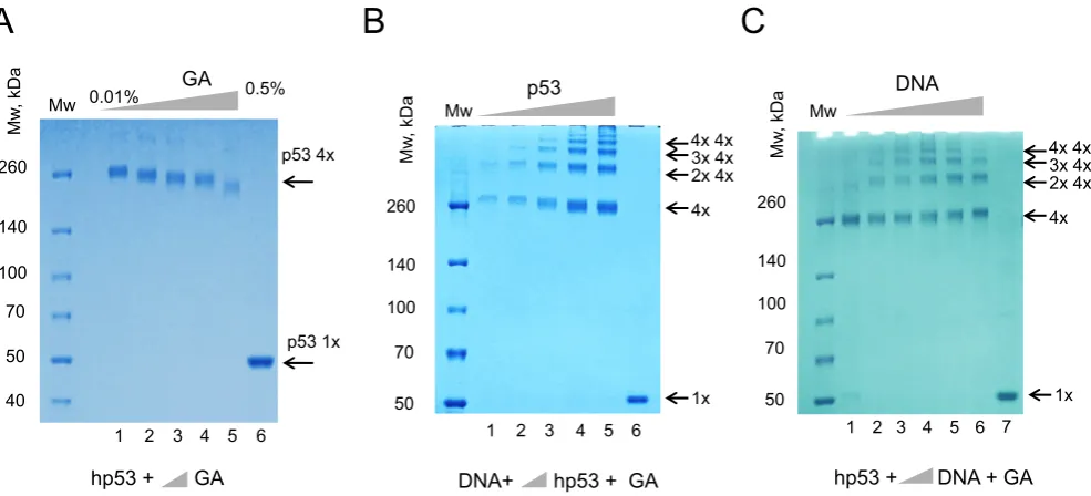 Figure 1. p53 tetramers form high molecular order complexes on DNA RE. (with increasing concentrations of glutaraldehyde (GA)