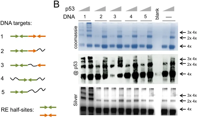 Figure 2. Multiple binding of p53 tetramers to DNA RE is sequence specific. p53 forms high molecular order complexes with DNA and this processdepends on the amount of half-sites in DNA RE