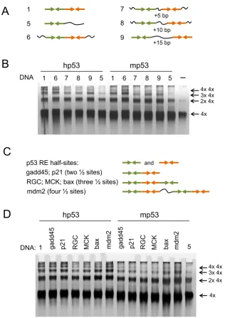 Figure 3. DNA-binding of multiple p53 tetramers to the natural RE sequences. (A) DNA targets with different spacer length between the RE half-siteswere used to test their ability to promote high molecular order p53-DNA complexes