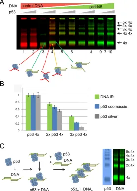 Figure 4. p53-DNA binding experiments with the IR dye-labeled DNA targets. (A) p53-DNA complexes were formed with two competing DNA targets –non-specific (control DNA) and specific, gadd45 RE DNA