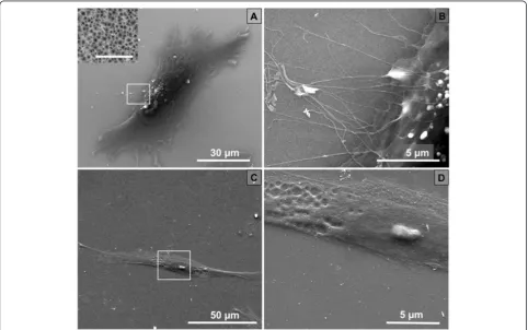 Figure 1 Scanning electron microscopy of DPSCs. (A) DPSC on pSi; magnification × 3,000, scale bar = 30 μm