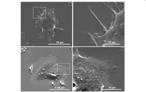 Figure 2 Scanning electron microscopy of MCF-7. (A) MCF-7 on pSi, magnification × 2,500