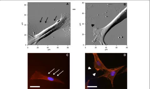 Figure 3 Atomic force microscopy and fluorescence microscopy images of DPSCs on pSi and flat Si