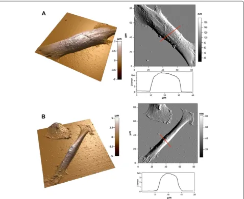 Figure 4 AFM morphology study of DPSCs. DPSCs on pSi (A) and flat Si (B). Images show 3D reconstructions of AFM height images (not shown)with the corresponding deflection images and height profiles of the cell body along the indicated red lines.